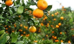 柑橘果农爆料视频,揭秘柑橘种植背后的辛酸与真相