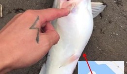 钓鱼人卷毛 爆料视频下载,揭秘钓鱼技巧与幕后故事