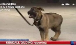 警犬来了在线观看,忠诚守护，智慧破案