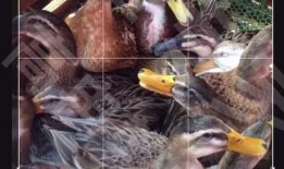 钓鱼人卷毛 爆料视频下载,揭秘钓鱼技巧与幕后故事