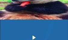 爆料短视频剪辑软件下载,一键下载，轻松打造热门作品！