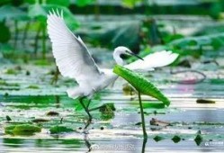 白鹭夺宝最新爆料视频在线观看,揭秘宝藏背后的神秘力量