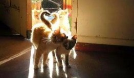 四只猫闺蜜爆料视频大全,独家爆料视频大盘点