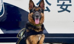 警犬来了在线观看,忠诚守护，智慧破案