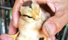 小小鸡最新爆料,娱乐圈最新爆料大起底！