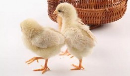 小小鸡最新爆料,娱乐圈最新爆料大起底！