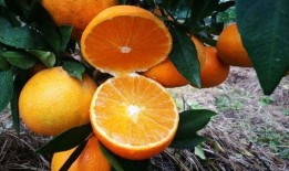 柑橘果农爆料视频,揭秘柑橘种植背后的辛酸与真相