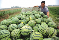 延安网红吃瓜事件真相,真相与反思