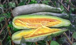 网红蔡二哥吃瓜,揭秘网红圈幕后故事