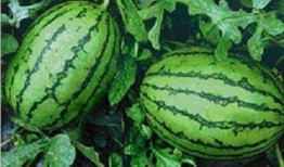 吃瓜台湾网红事件,揭秘网络舆论的风云变幻