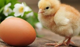 小小鸡最新爆料,娱乐圈最新爆料大起底！